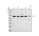 Anti-GPR44/PTGDR2 Antibody Picoband® Boster Bio