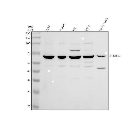 Anti-GPR44/PTGDR2 Antibody Picoband® Boster Bio