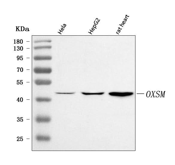 Anti-OXSM Antibody Picoband® Boster Bio