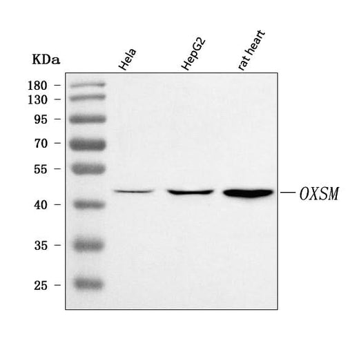 Anti-OXSM Antibody Picoband® Boster Bio