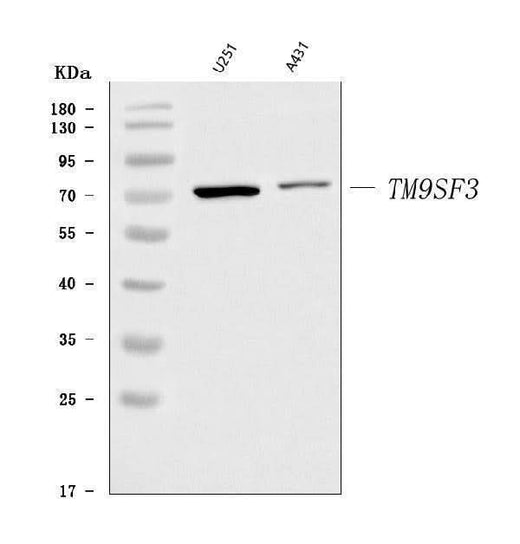 Anti-TM9SF3 Antibody Picoband® Boster Bio
