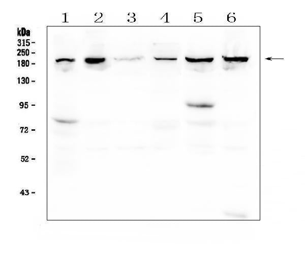 Anti-CPAMD8 Antibody Picoband® Boster Bio