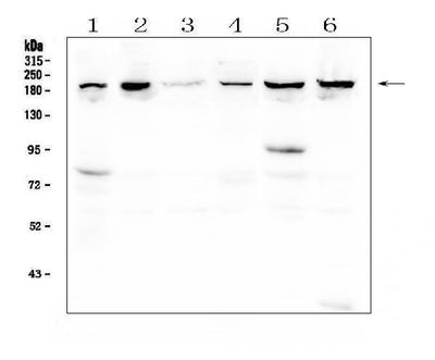 Anti-CPAMD8 Antibody Picoband® Boster Bio