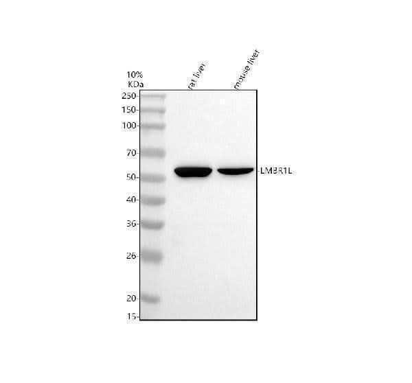 Anti-LMBR1L Antibody Picoband® Boster Bio