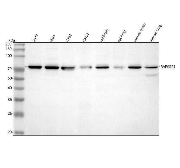 Anti-RAPGEF5 Antibody Picoband® Boster Bio