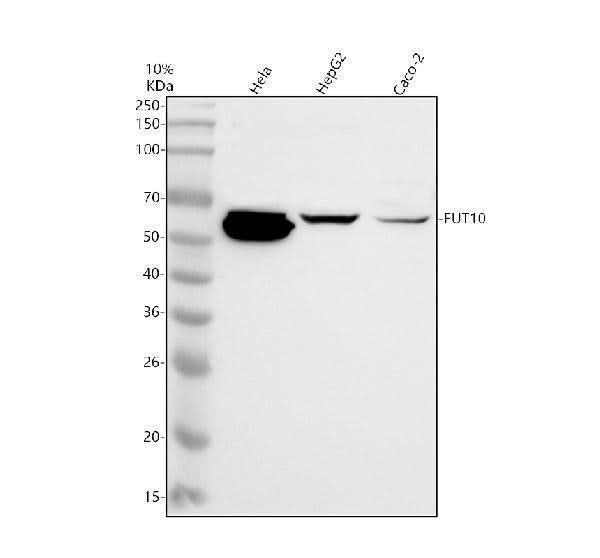 Anti-POFUT3 Antibody Picoband® Boster Bio