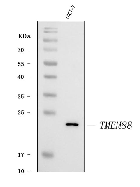 Anti-TMEM88 Antibody Picoband® Boster Bio