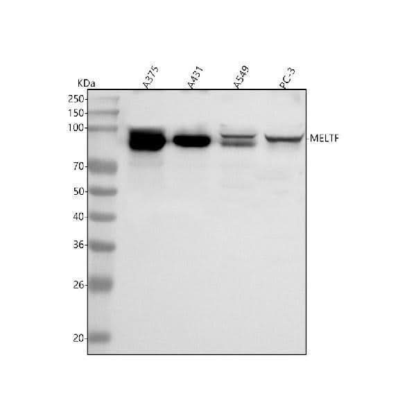 Anti-MELTF Antibody Picoband® Boster Bio