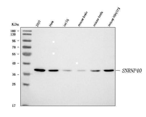 Anti-SNRNP40 Antibody Picoband® Boster Bio