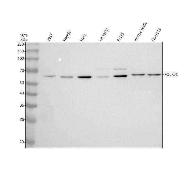 Anti-POLR3C Antibody Picoband® Boster Bio