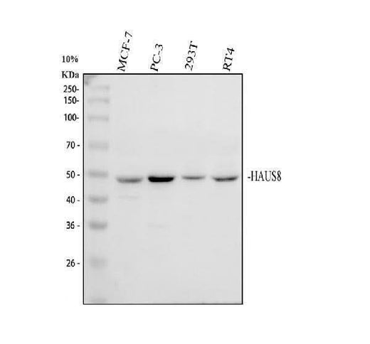 Anti-HAUS8 Antibody Picoband® Boster Bio