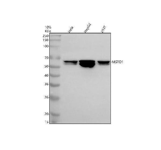 Anti-MSTO1 Antibody Picoband® Boster Bio
