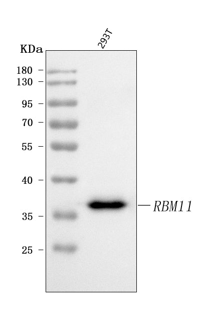 Anti-RBM11 Antibody Picoband® Boster Bio