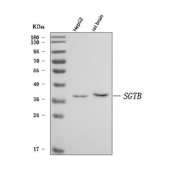 Anti-SGT2/SGTB Antibody Picoband® Boster Bio