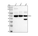 Anti-HTRA4 Antibody Picoband® Boster Bio