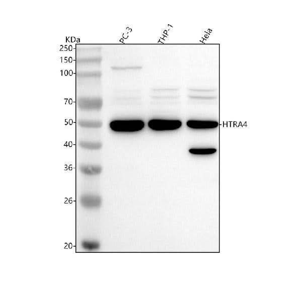 Anti-HTRA4 Antibody Picoband® Boster Bio