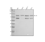 Anti-TTLL10 Antibody Picoband® Boster Bio
