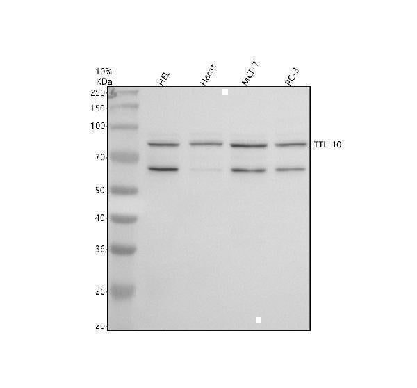 Anti-TTLL10 Antibody Picoband® Boster Bio