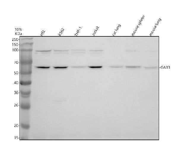 Anti-GAB3 Antibody Picoband® Boster Bio