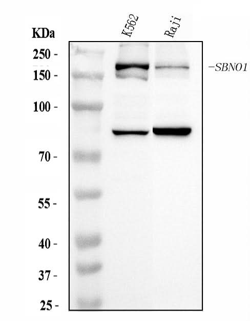 Anti-SBNO1 Antibody Picoband® Boster Bio