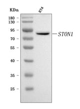 Anti-STON1 Antibody Picoband® Boster Bio