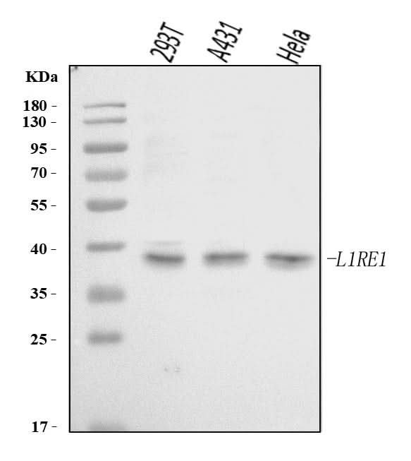 Anti-L1RE1 Antibody Picoband® Boster Bio
