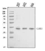 Anti-L1RE1 Antibody Picoband® Boster Bio