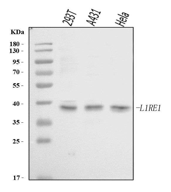 Anti-L1RE1 Antibody Picoband® Boster Bio