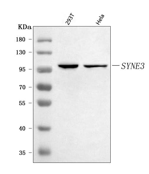 Anti-Nesprin3/SYNE3 Antibody Picoband® Boster Bio