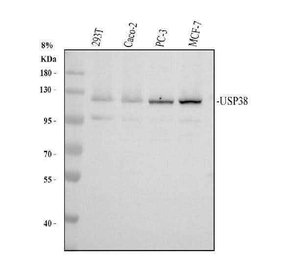 Anti-USP38 Antibody Picoband® Boster Bio