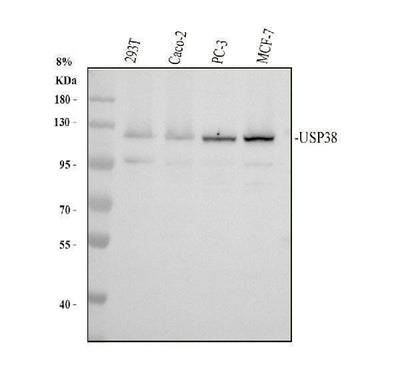 Anti-USP38 Antibody Picoband® Boster Bio