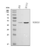 Anti-NUDCD3 Antibody Picoband® Boster Bio