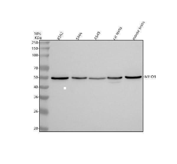 Anti-MEIOB Antibody Picoband® Boster Bio