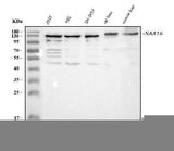Anti-NARG1L/NAA16 Antibody Picoband® Boster Bio