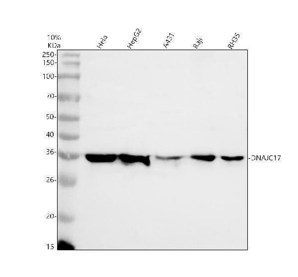 Anti-DNAJC17 Antibody Picoband® Boster Bio