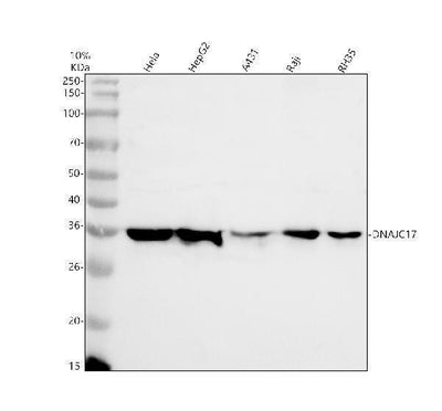 Anti-DNAJC17 Antibody Picoband® Boster Bio