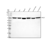 Anti-FBXO21 Antibody Picoband® Boster Bio