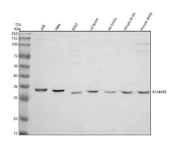 Anti-FAM49B/CYRIB Antibody Picoband® Boster Bio