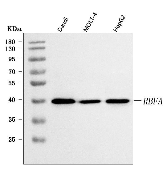 Anti-C18orf22/RBFA Antibody Picoband® Boster Bio