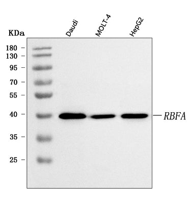 Anti-C18orf22/RBFA Antibody Picoband® Boster Bio
