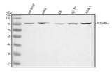 Anti-PCDHB14 Antibody Picoband® Boster Bio