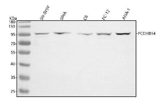 Anti-PCDHB14 Antibody Picoband® Boster Bio