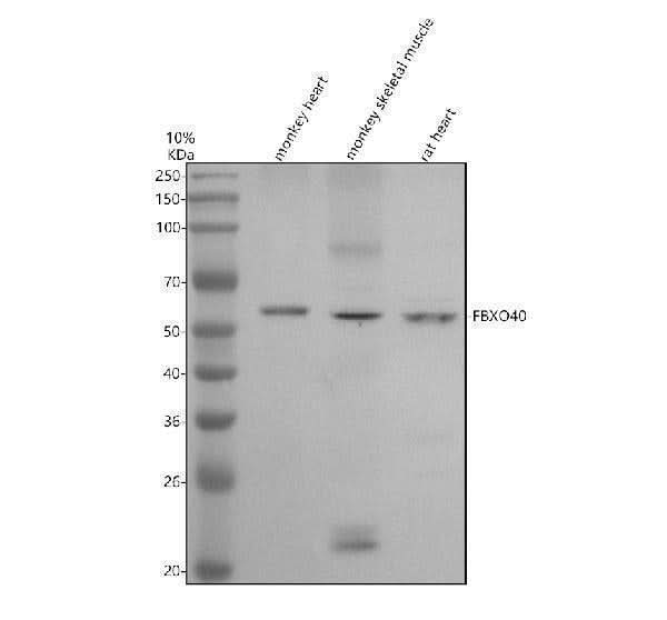 Anti-FBXO40 Antibody Picoband® Boster Bio
