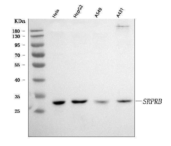 Anti-SRPRB Antibody Picoband® Boster Bio