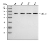 Anti-SYT16 Antibody Picoband® Boster Bio