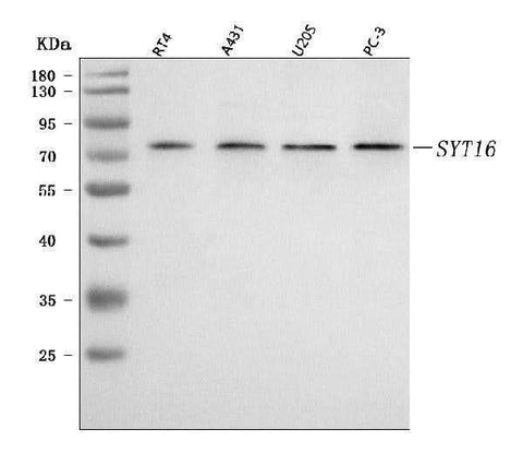 Anti-SYT16 Antibody Picoband® Boster Bio