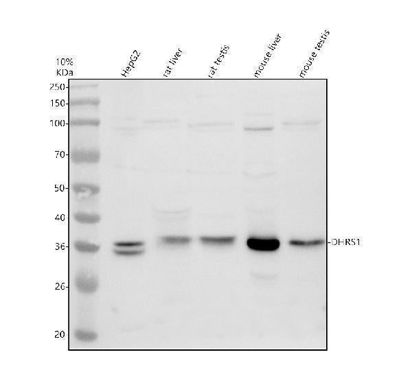 Anti-DHRS1 Antibody Picoband® Boster Bio