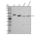Anti-GPR75 Antibody Picoband® Boster Bio