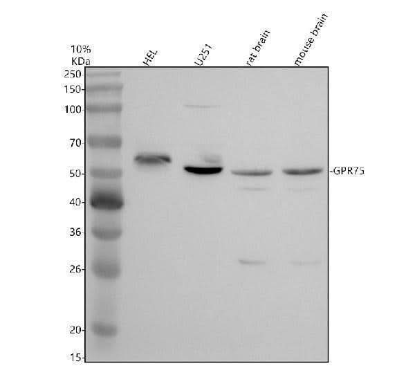 Anti-GPR75 Antibody Picoband® Boster Bio