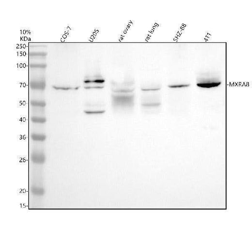 Anti-MXRA8 Antibody Picoband® Boster Bio